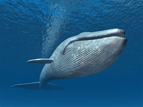 Una ballena 2025 To𝚛rent